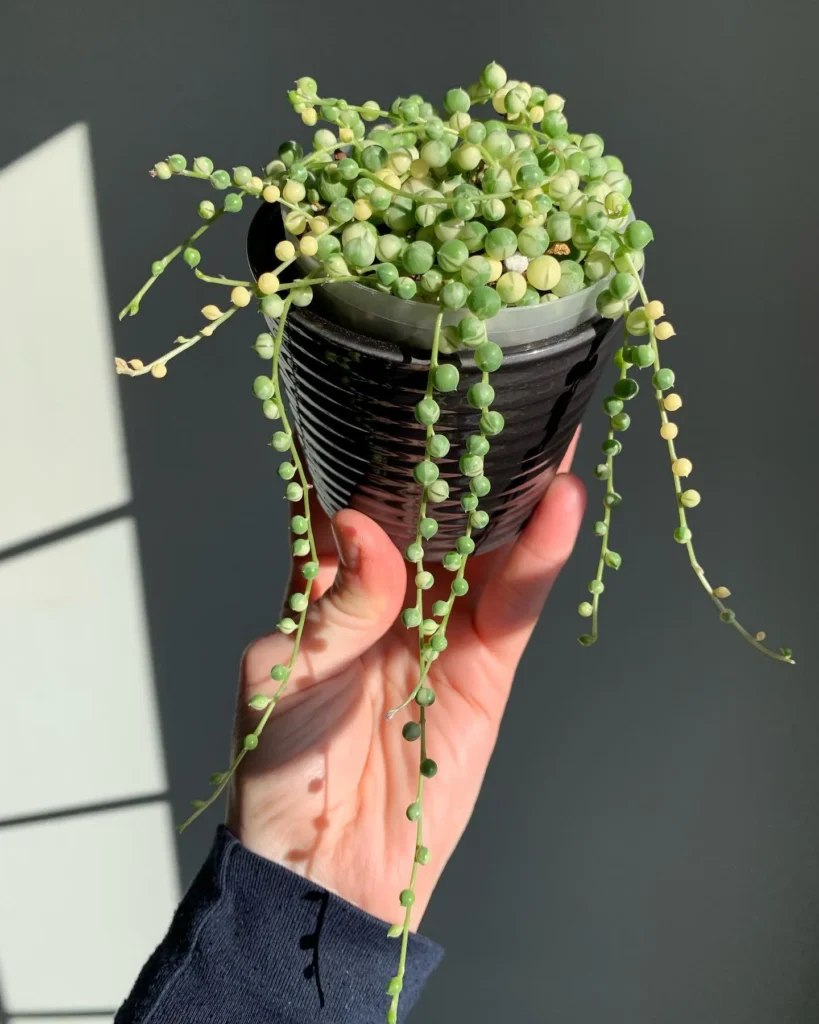String of Pearls Care Tips for Lush Growth 1