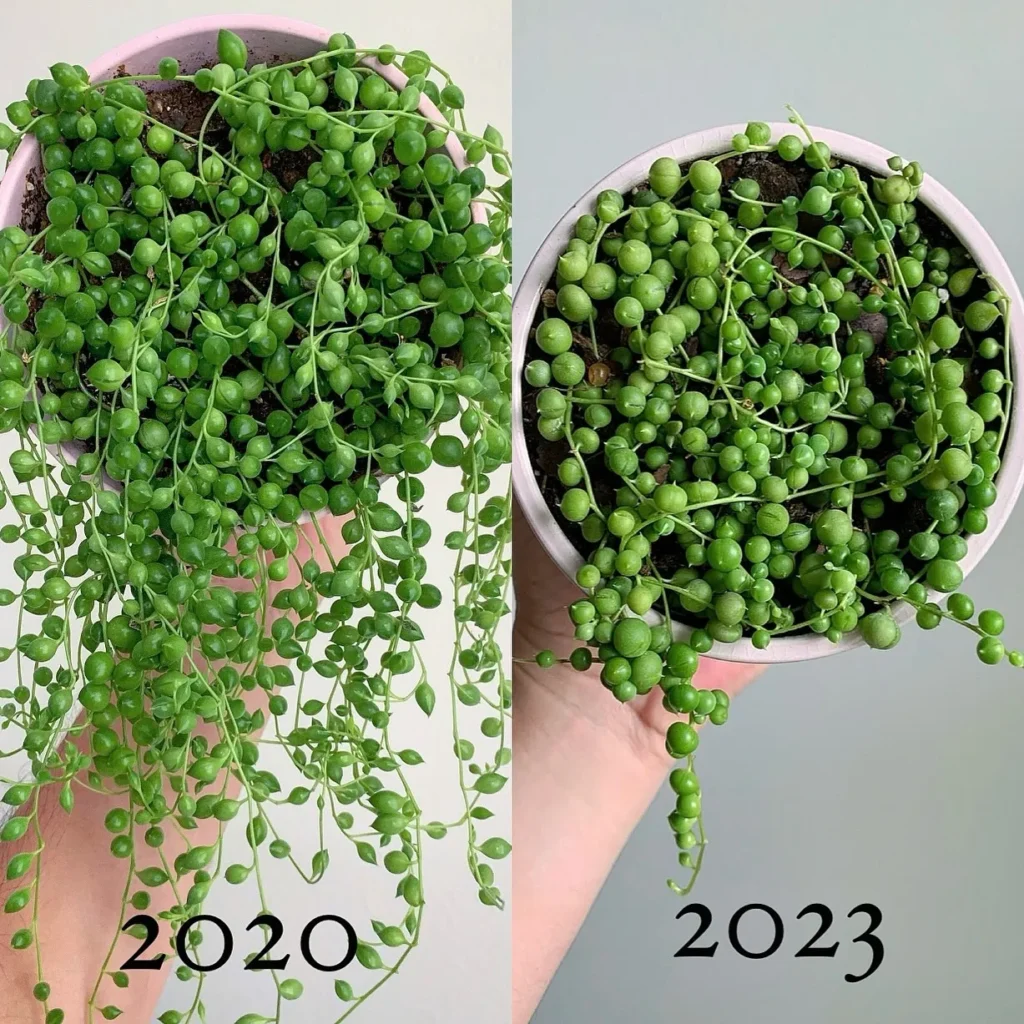 Light Requirements for String of Pearls