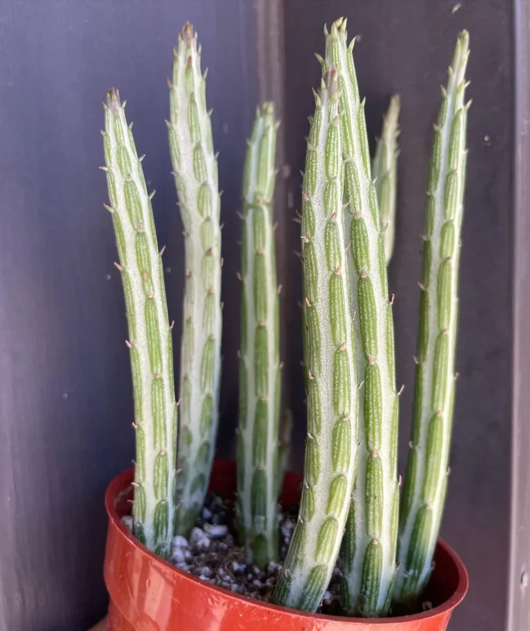 How to Care for the Quirky Pickle Plant: A Comprehensive Guide 5