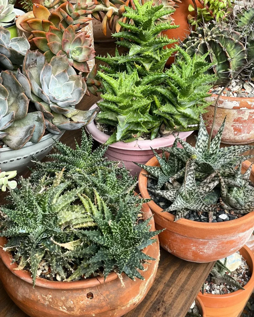 Aloe Plants in Home Décor