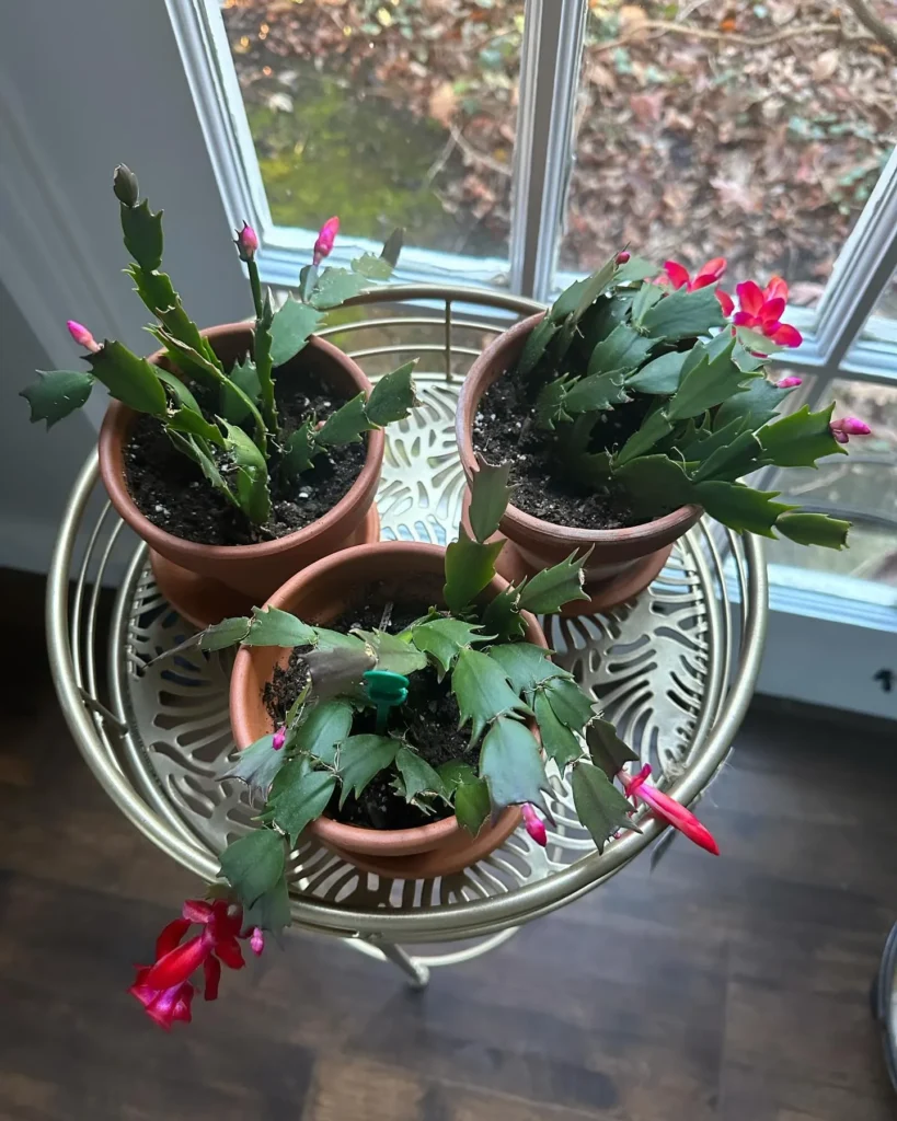 Three Christmas Cactus with Pink Flowers near window kept on Metal Stand