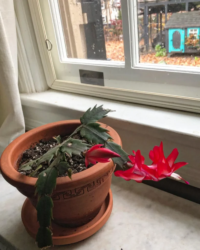 Desert-Plants-Christmas-Cactus23