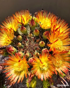 Desert_Plants_Arizona_Barrel_Cactus11-240x300