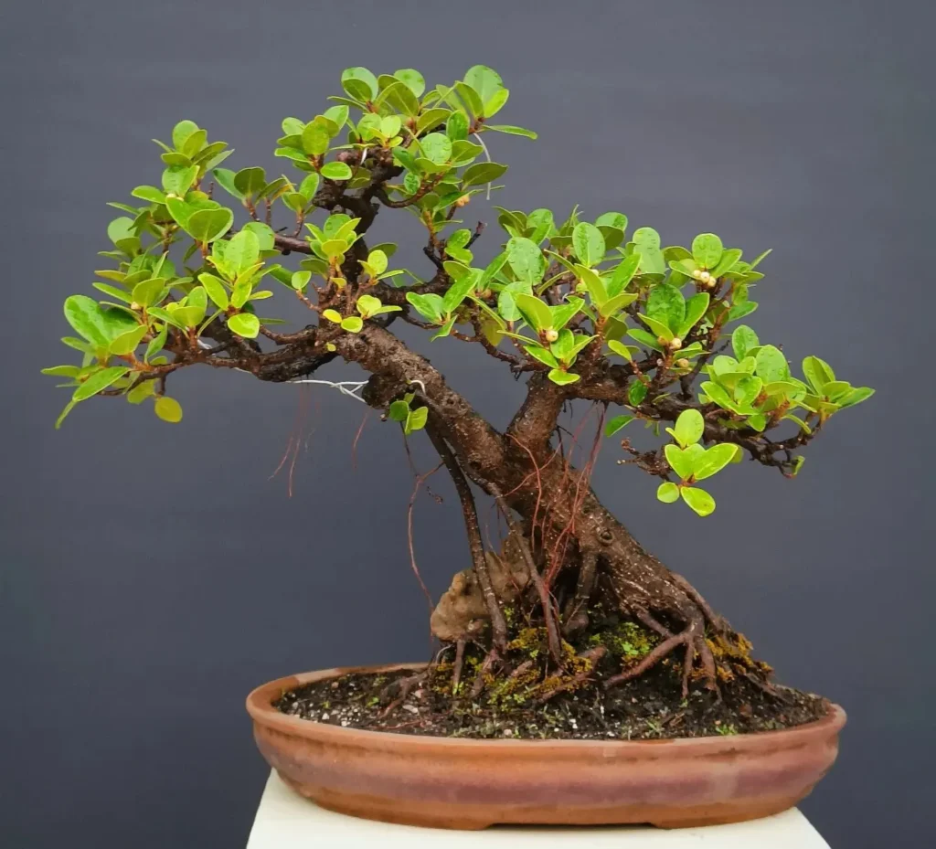 Light Requirements for Ficus Plants
