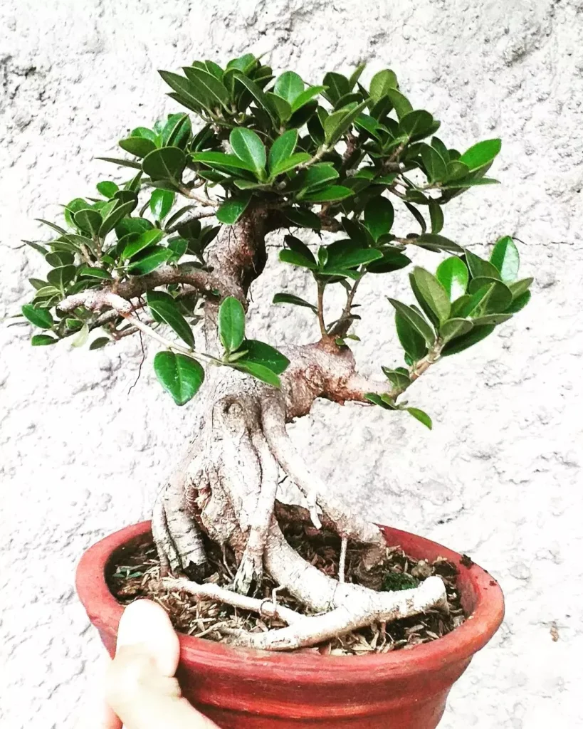 Potting Ficus Plants bonsai