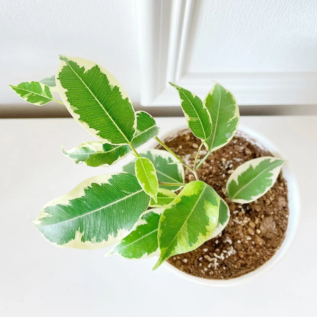 Ficus Propagation Guide: Tips for Success 3