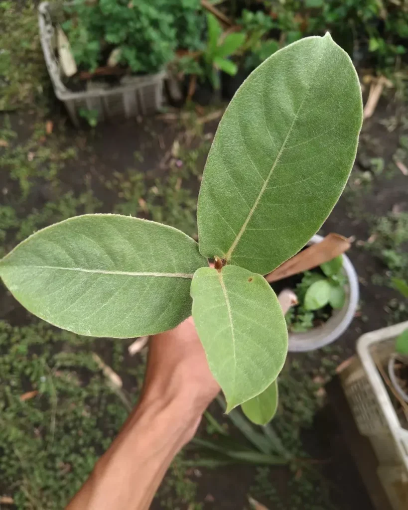 Introducing Ficus drupacea