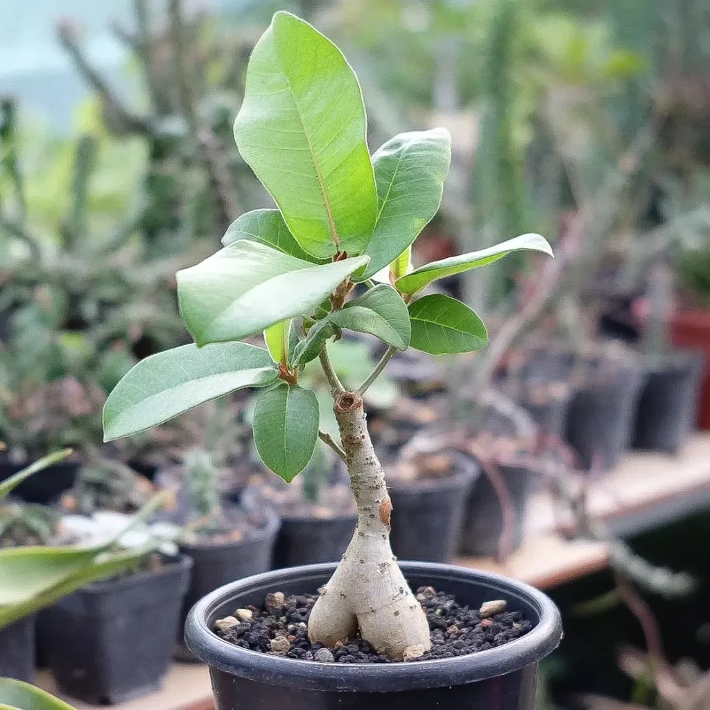 How to Grow Ficus drupacea