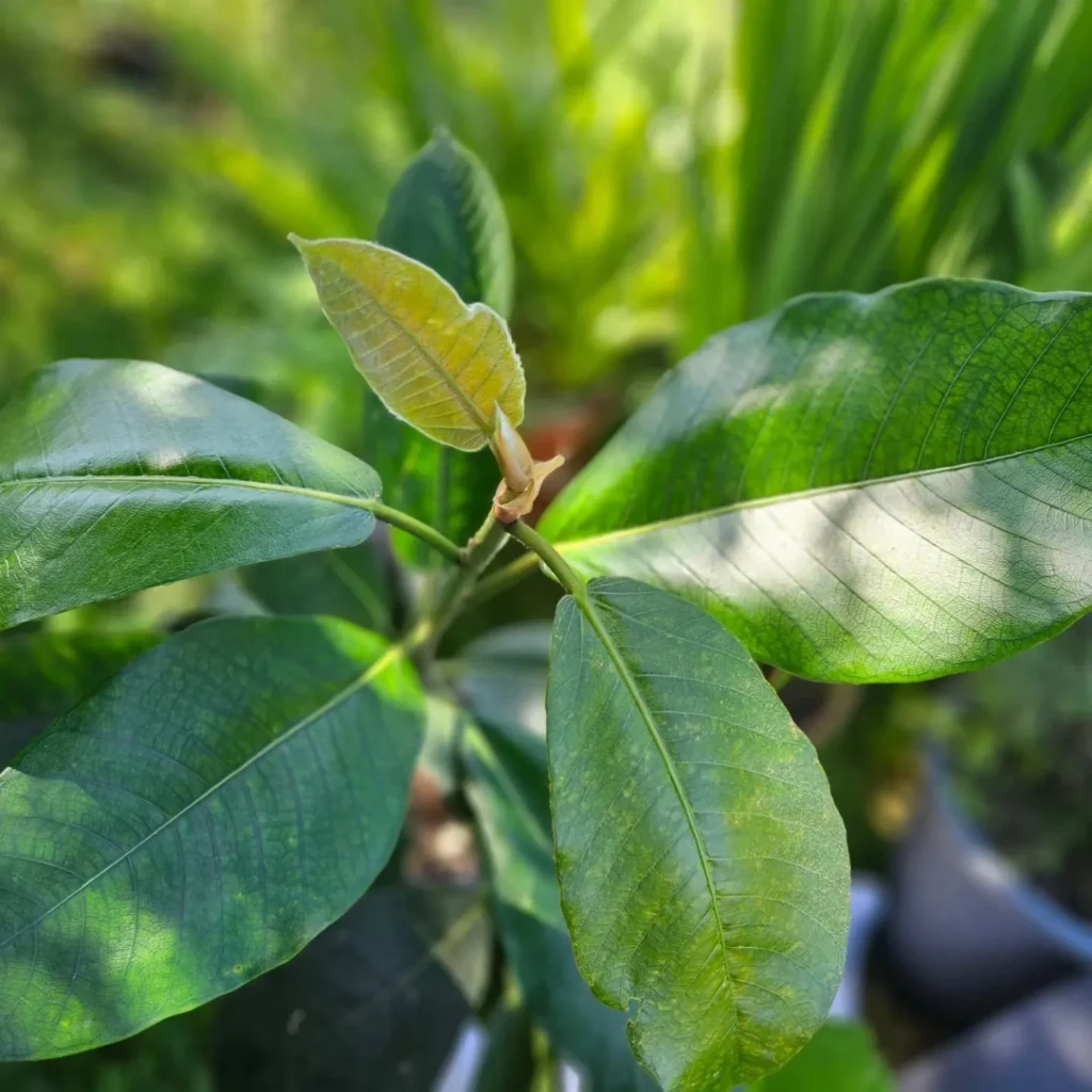 Cultivate Ficus Drupacea Inside: A Guide 3