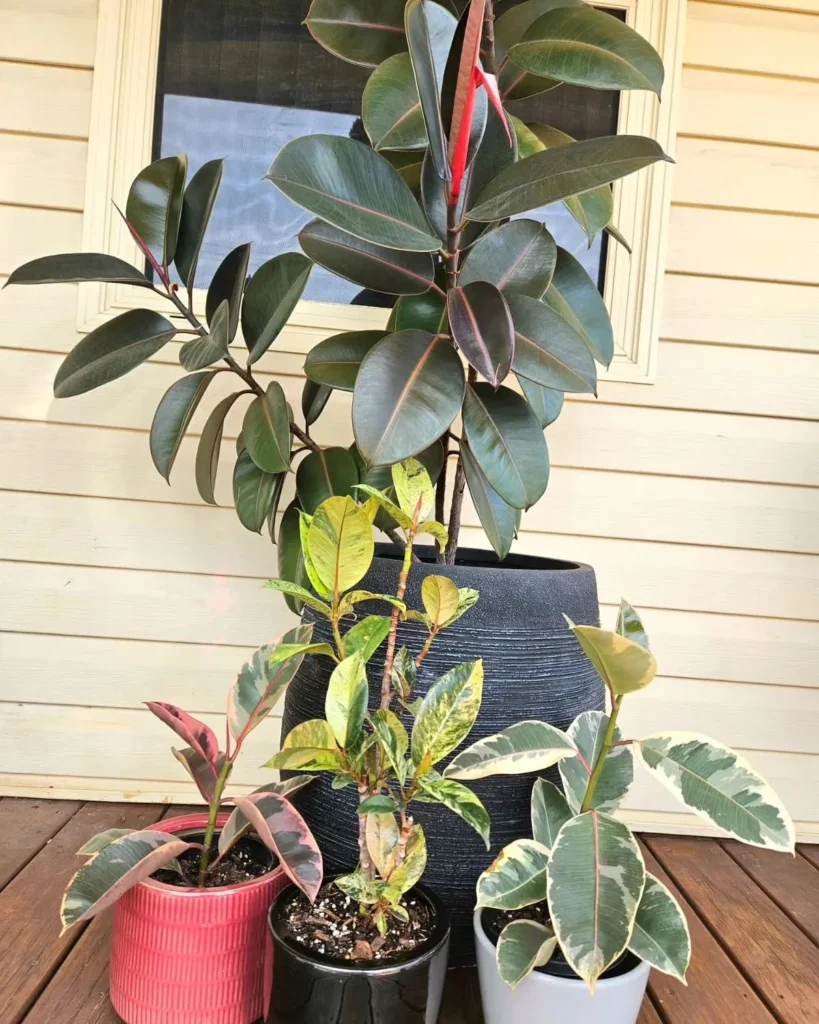 Ficus Repotting Guide – Ensure Healthy Growth 19