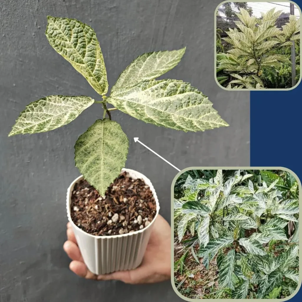 Understanding Ficus Plants