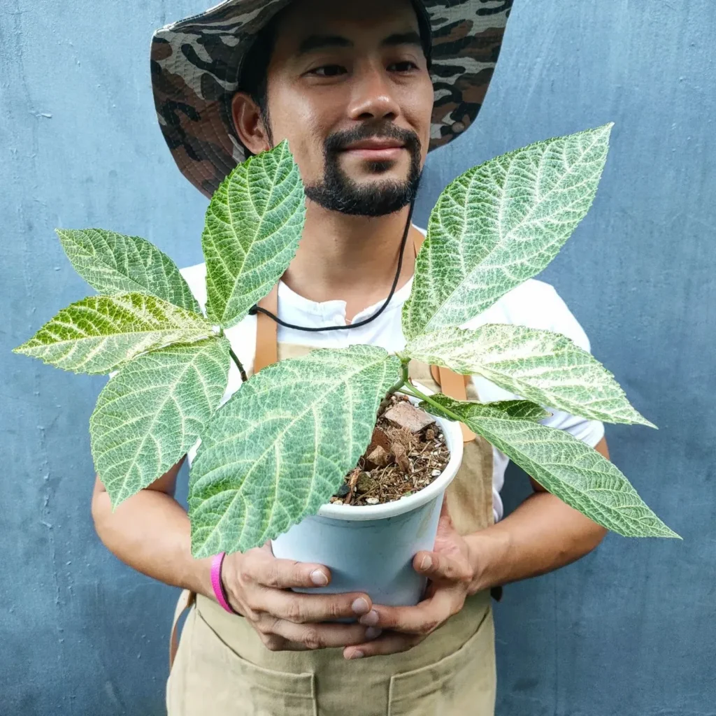 How to Grow Ficus nota