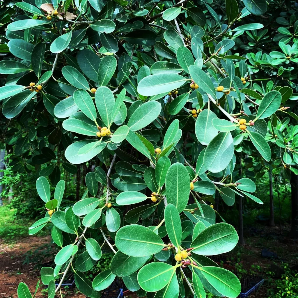 Quick Care Overview for Ficus obliqua
