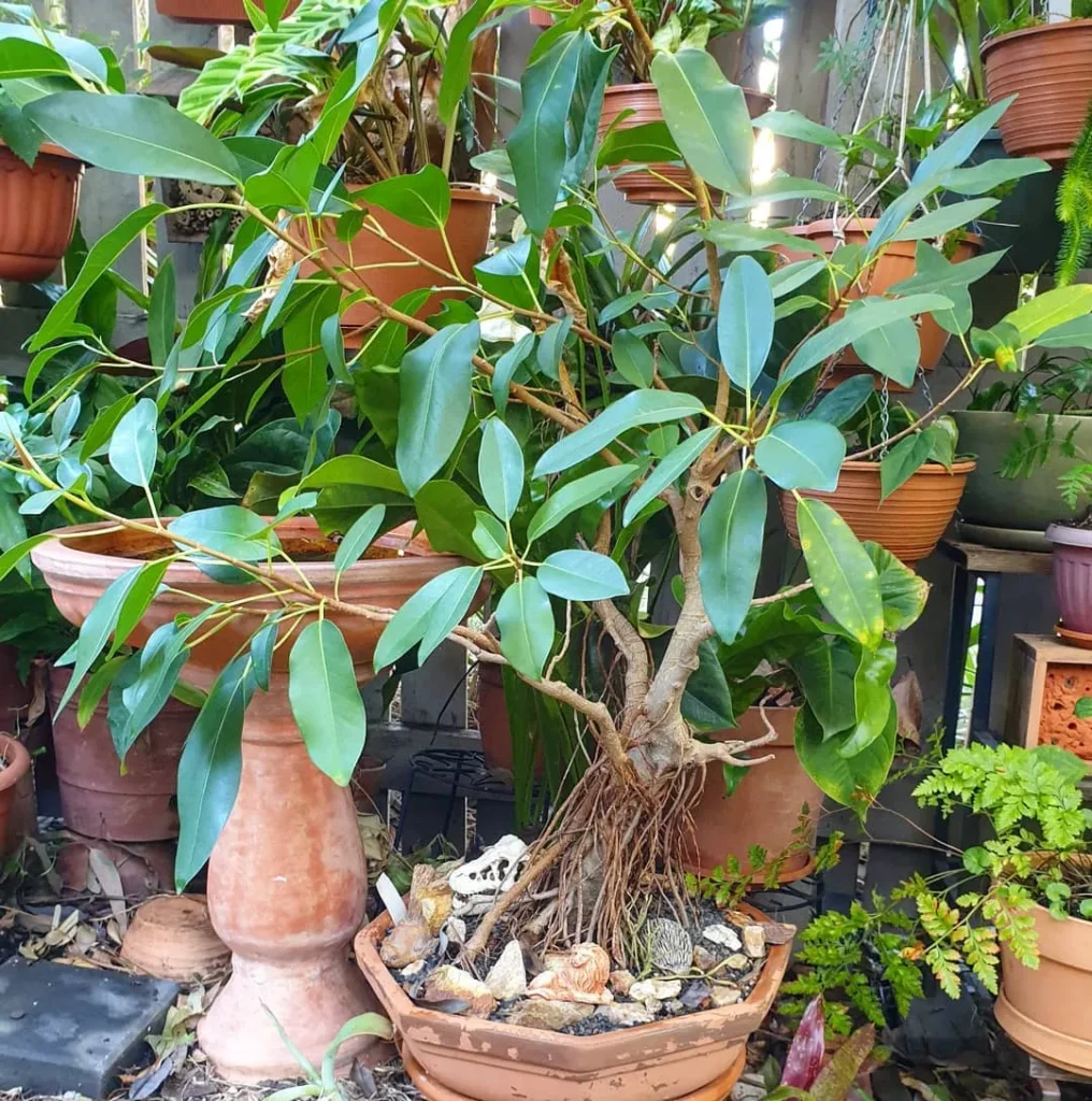 Appearance of Ficus obliqua