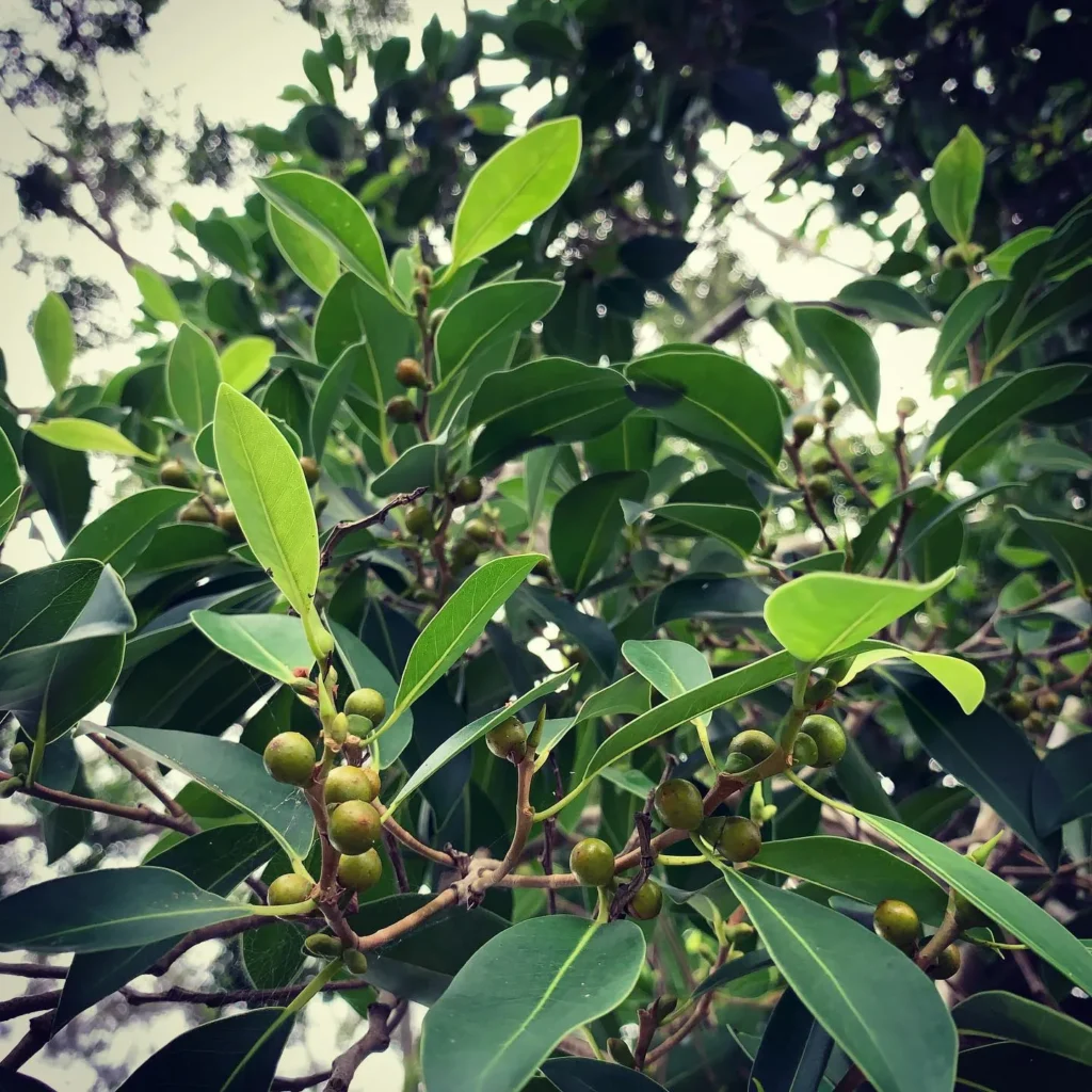 Ficus Obliqua Indoor Cultivation: Your Advanced Care Tutorial 3