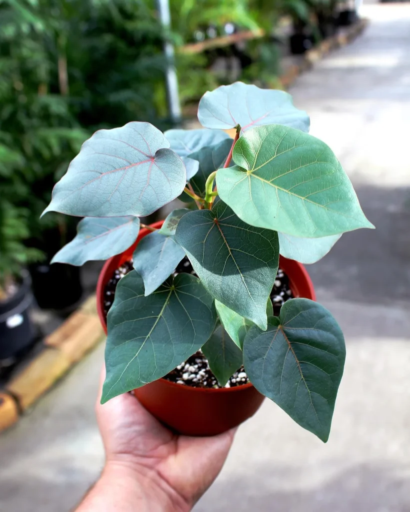 Finding the Right Watering Schedule ficus