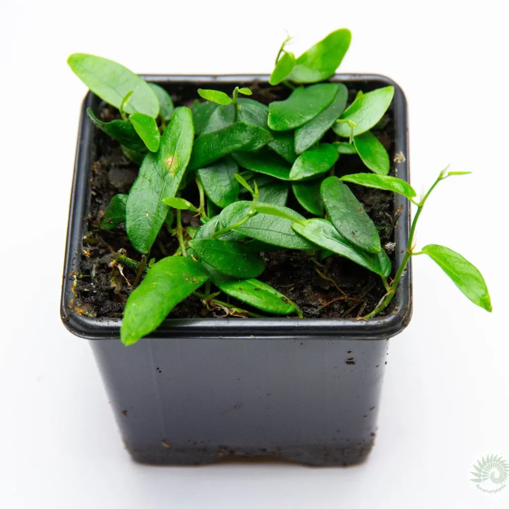 Ficus Punctata Indoor Growth: Effective Planting Strategy Guide