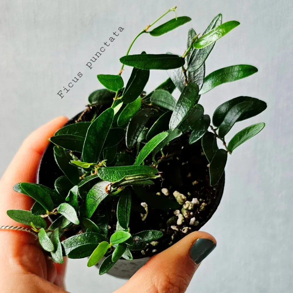 Understanding Ficus punctata: Appearance and Characteristics