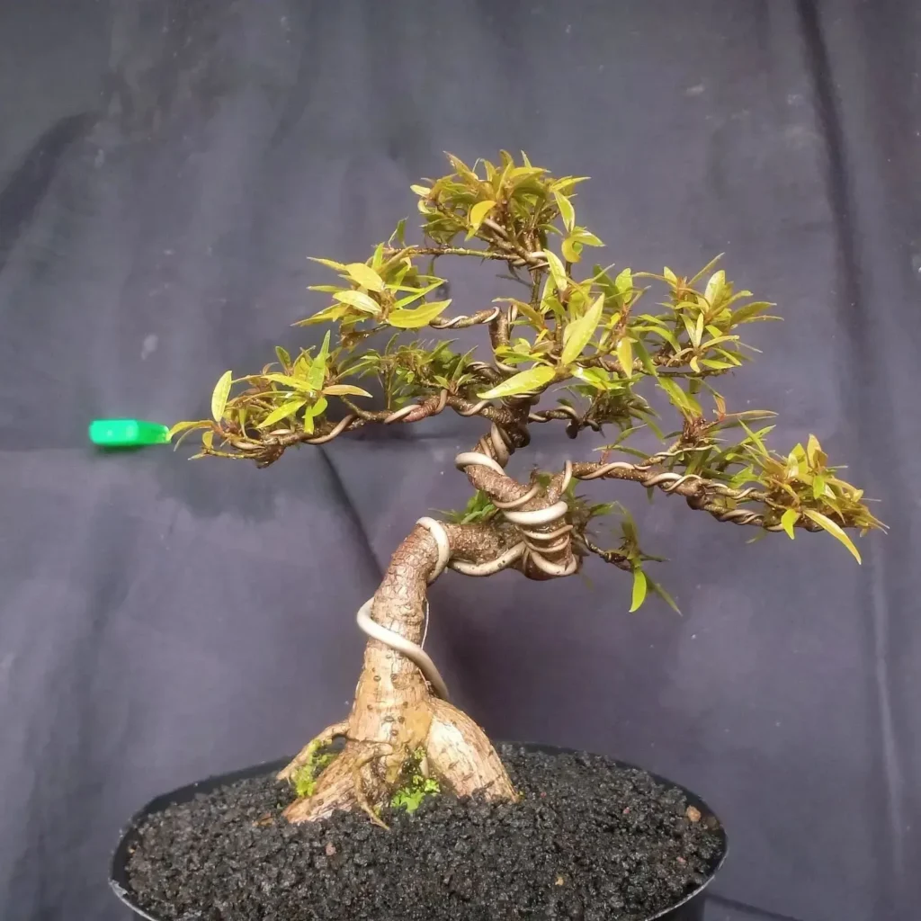 Light Requirements for Ficus racemosa