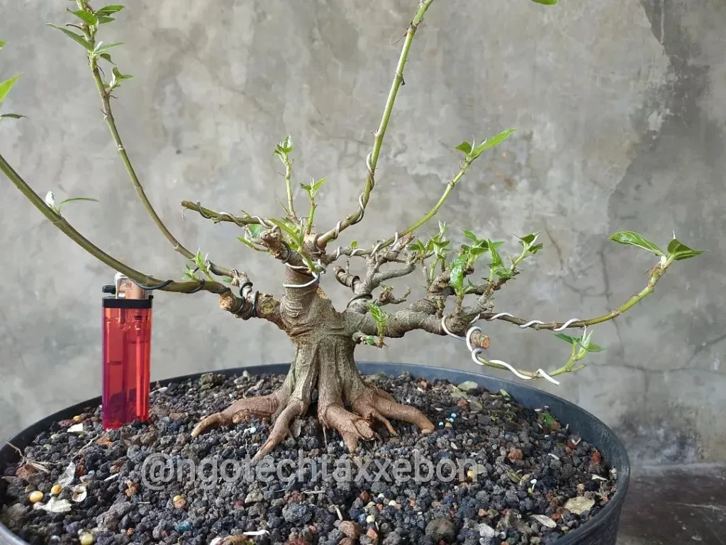 Soil Requirements for Ficus racemosa