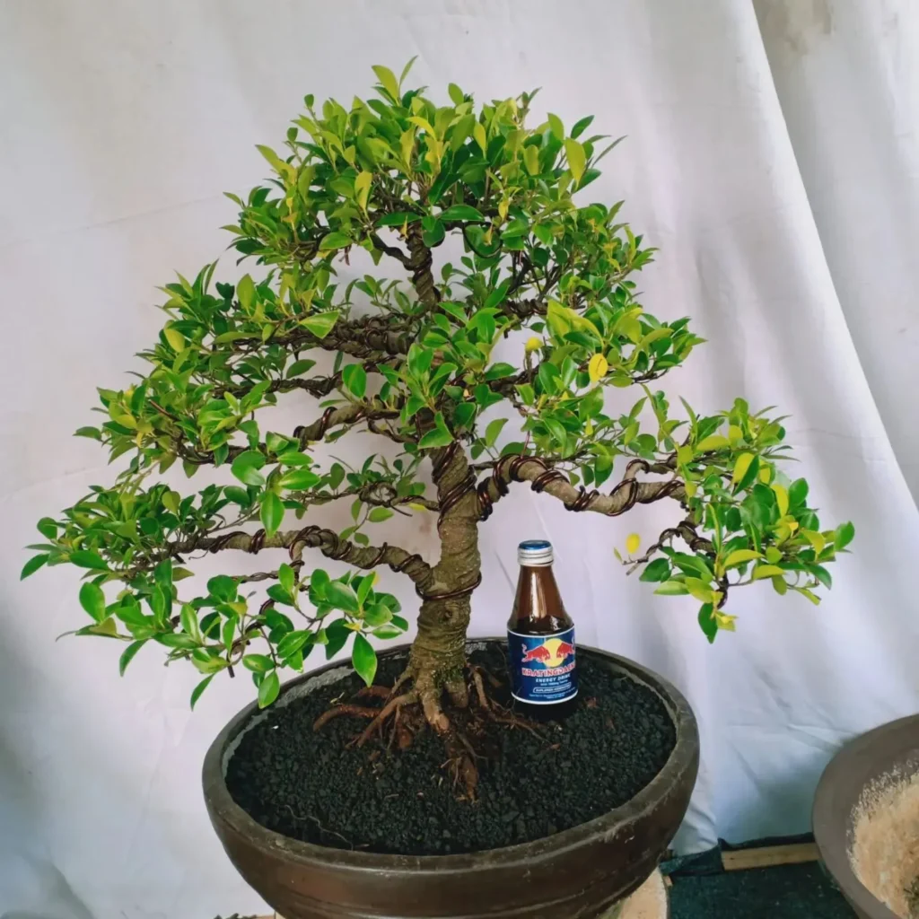 How To Grow Ficus racemosa