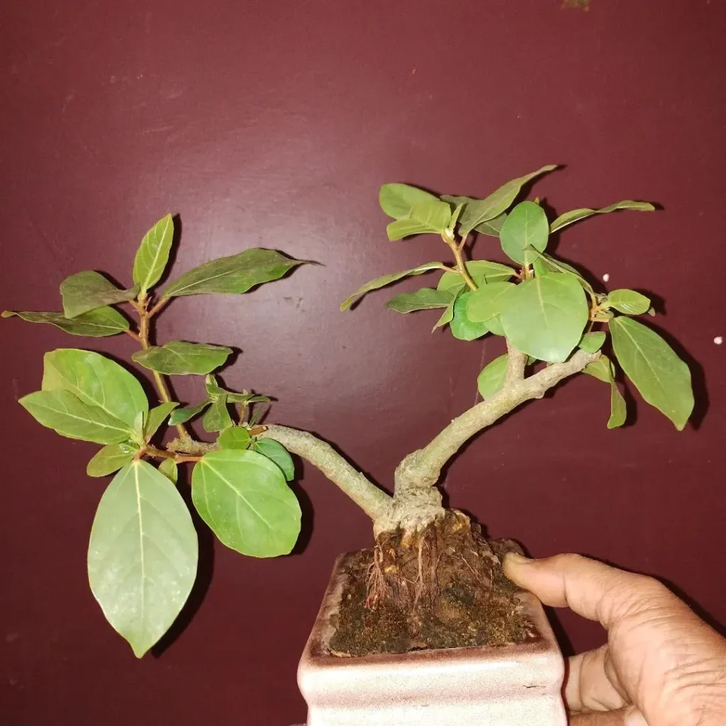 Ficus Racemosa Maintenance: Specialist Advice for Thriving Plants 3