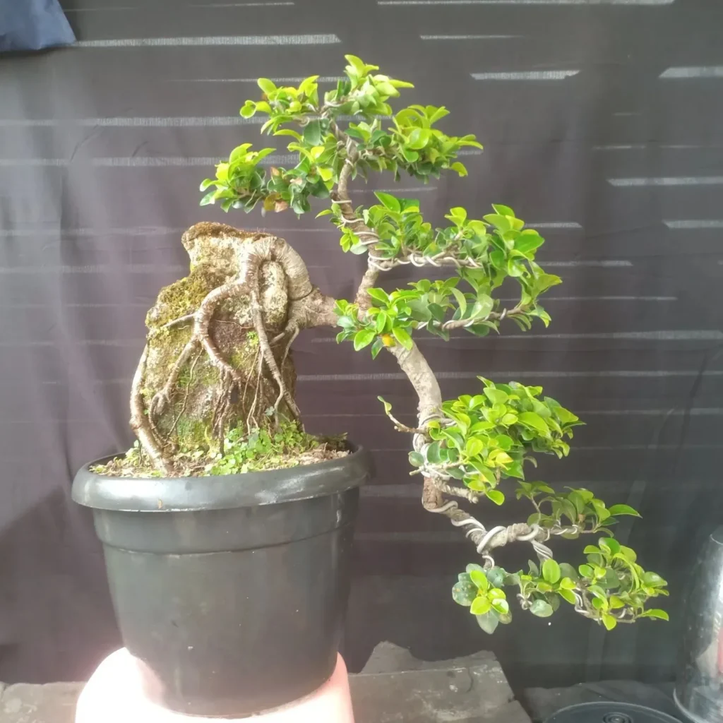 Potting and Repotting Ficus racemosa