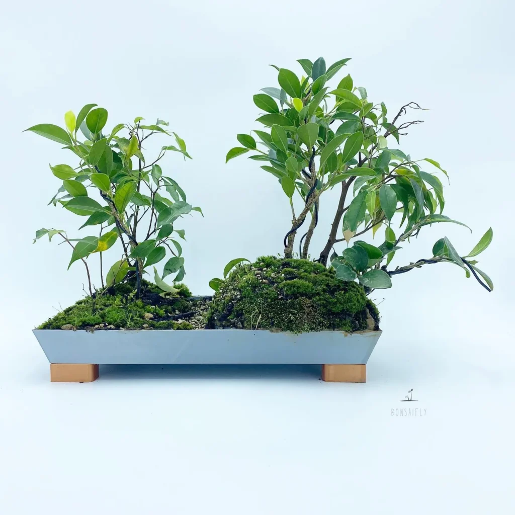 Preparing your Ficus plants for propagation