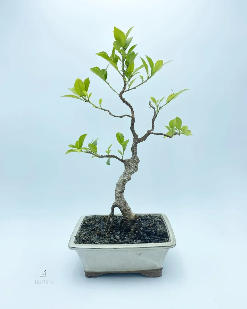 Ficus Repotting