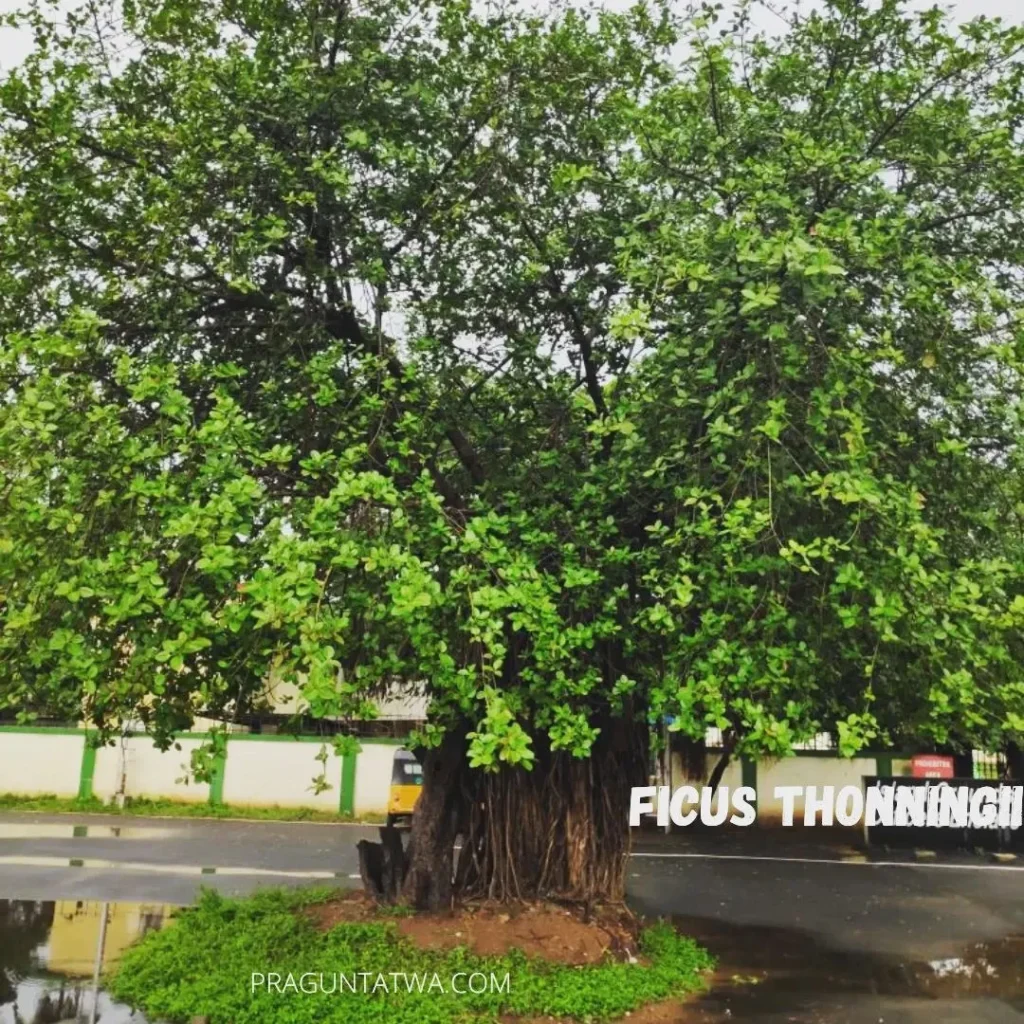 Ficus Thonningii Maintenance: Advanced Tips for Healthy Growth 4
