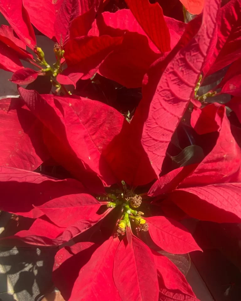 How to Keep A Poinsettia Alive For Years & Turn It Red Again 3
