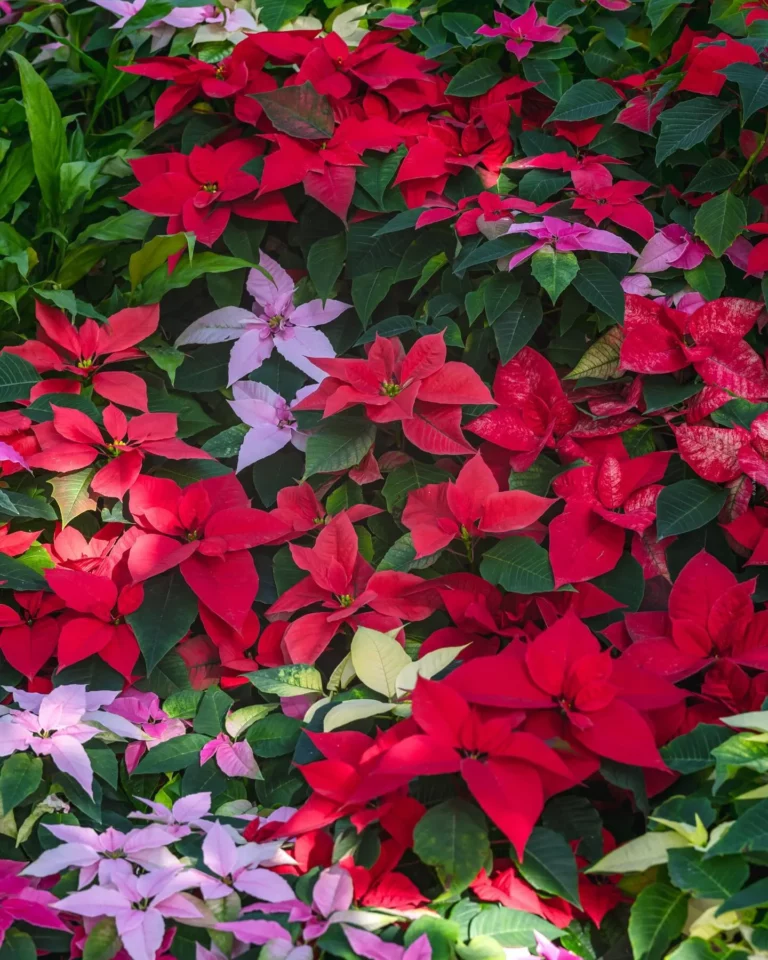 How to Keep A Poinsettia Alive For Years & Turn It Red Again