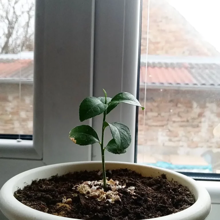 How To Grow A Lemon Tree From Seed: Regardless of Your Location 4