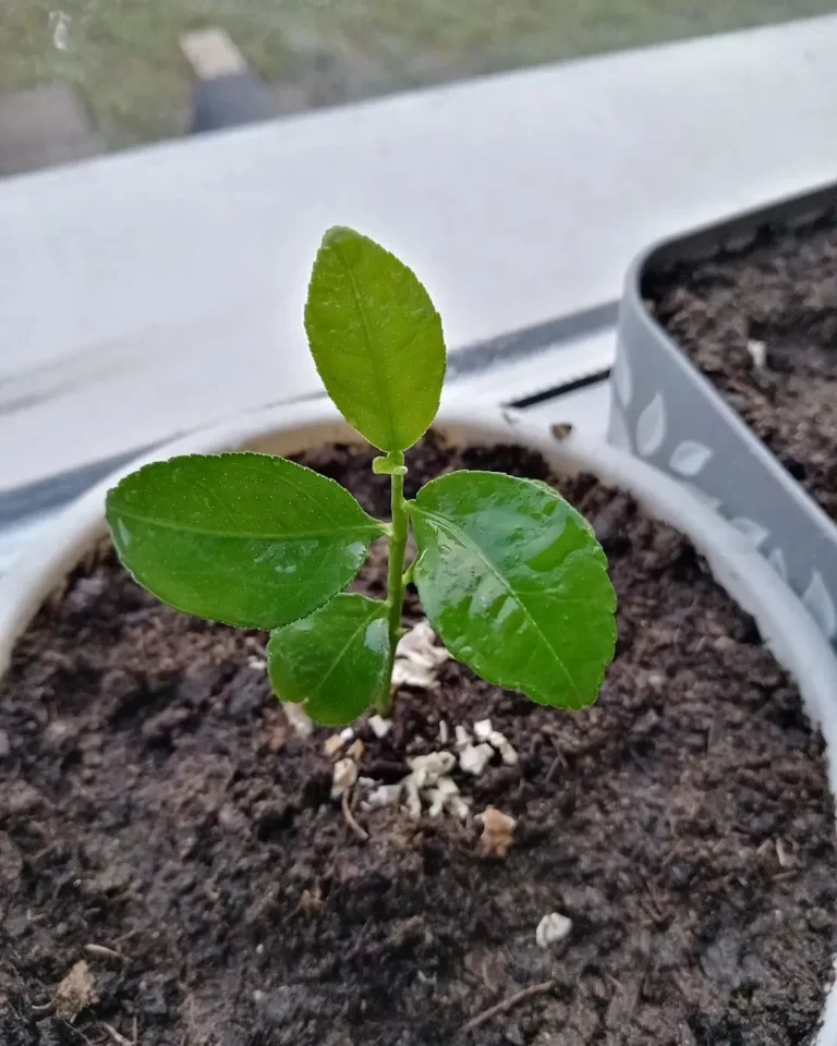 Planting and Caring for Lemon Seedlings