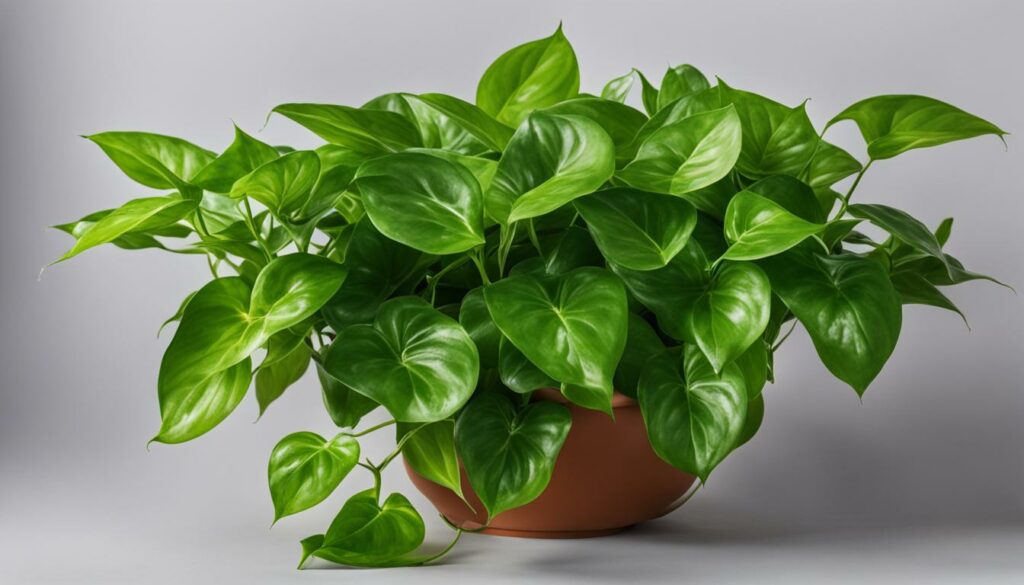 The Ultimate Pothos Care and Variety Guide: With Stunning Photos 5