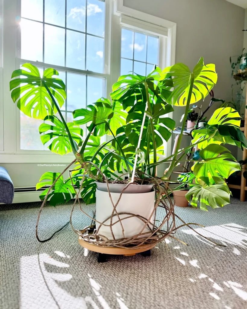 Caring for Monstera Plants