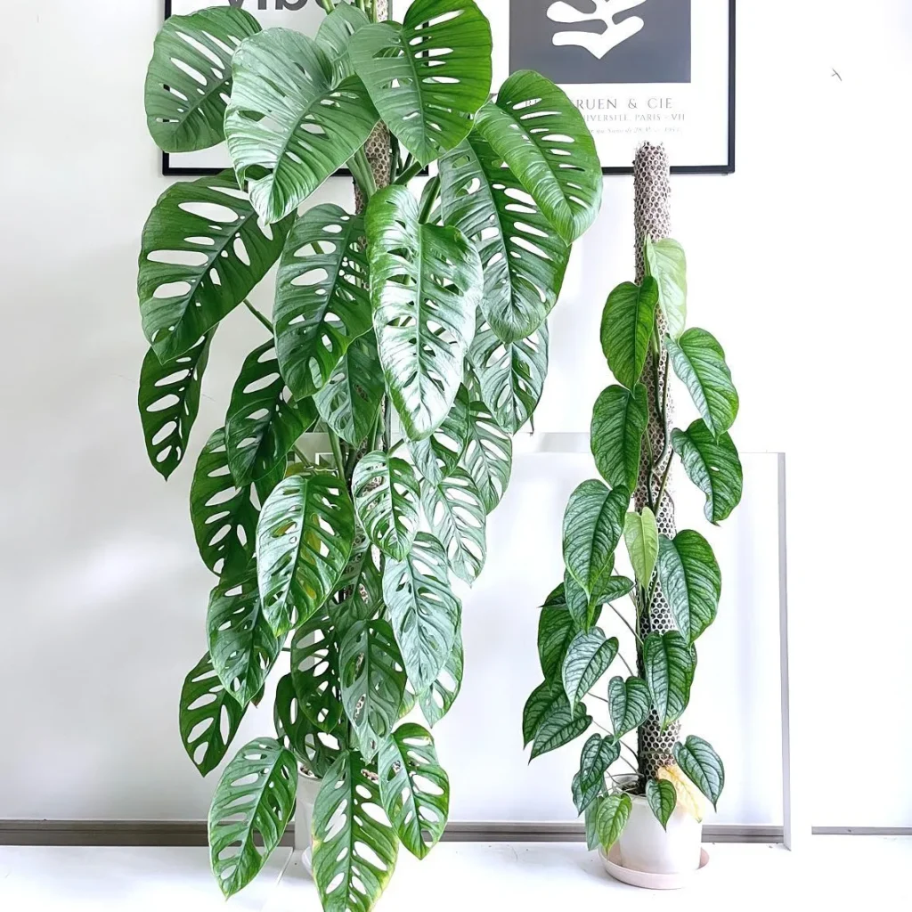 monstera Common Pests and Diseases