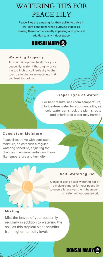 Peace-Lily-Watering-Infographi