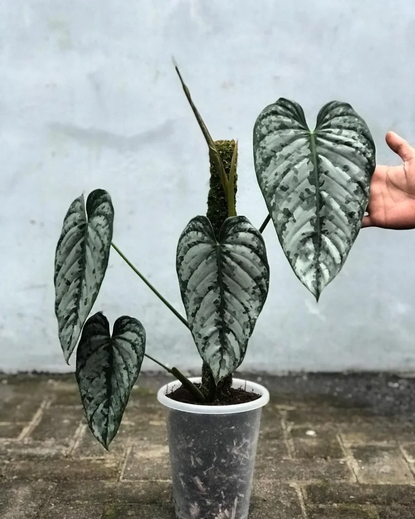 How to Grow a Philodendron – Learn to Grow this Indoor Beauty 13