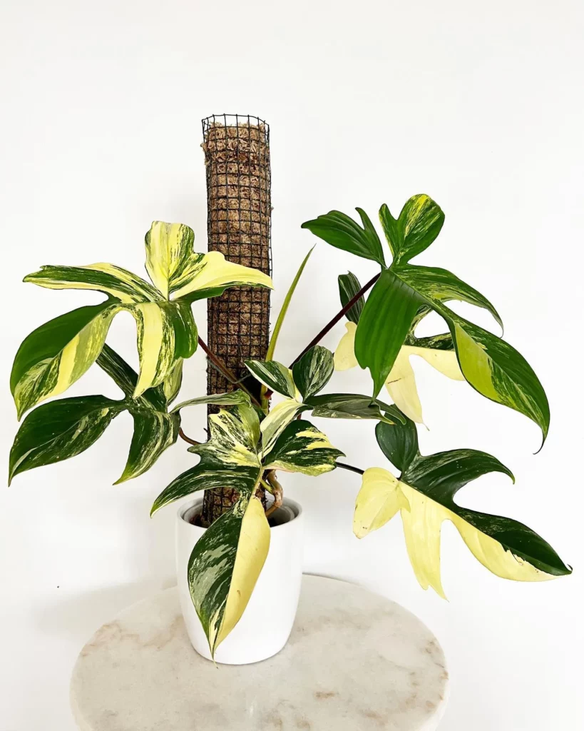 How to Grow a Philodendron – Learn to Grow this Indoor Beauty