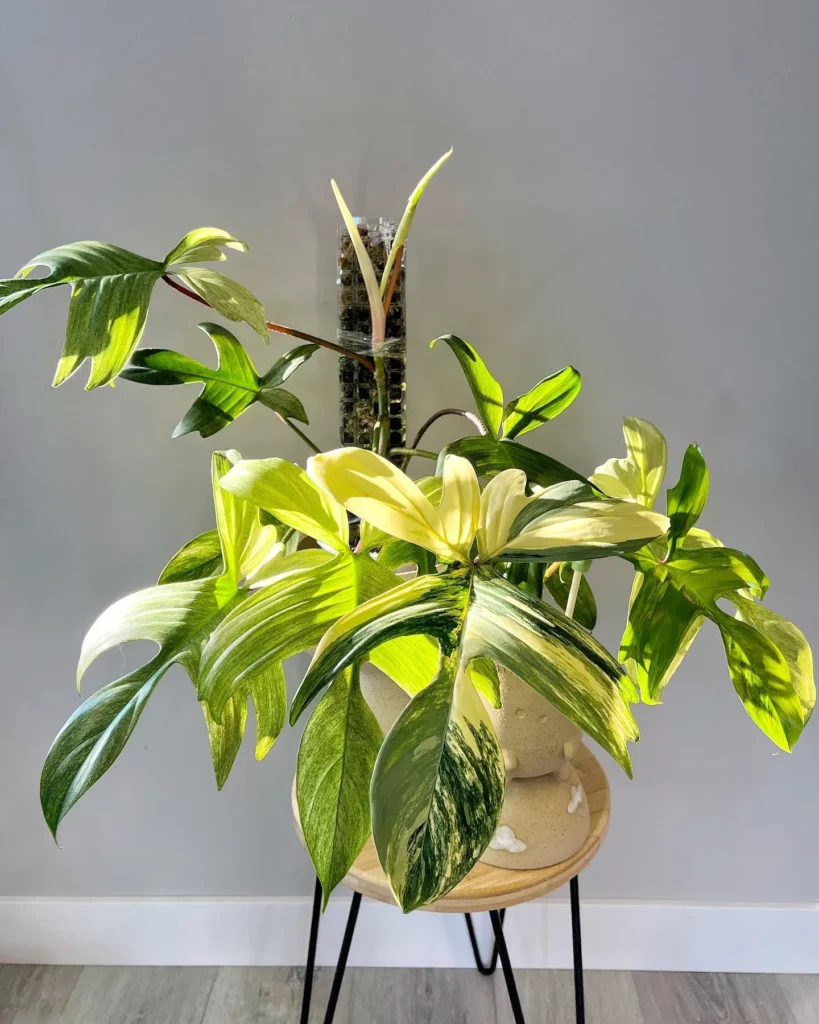 How to Grow a Philodendron – Learn to Grow this Indoor Beauty 7