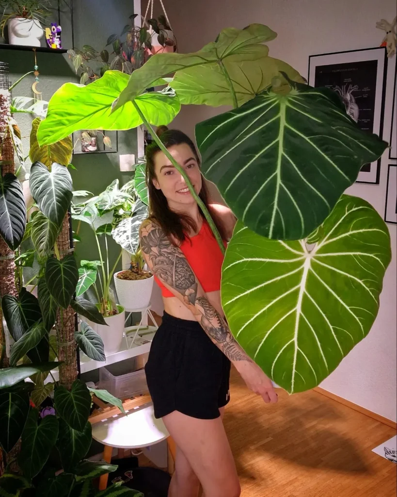 How to Grow a Philodendron – Learn to Grow this Indoor Beauty 10