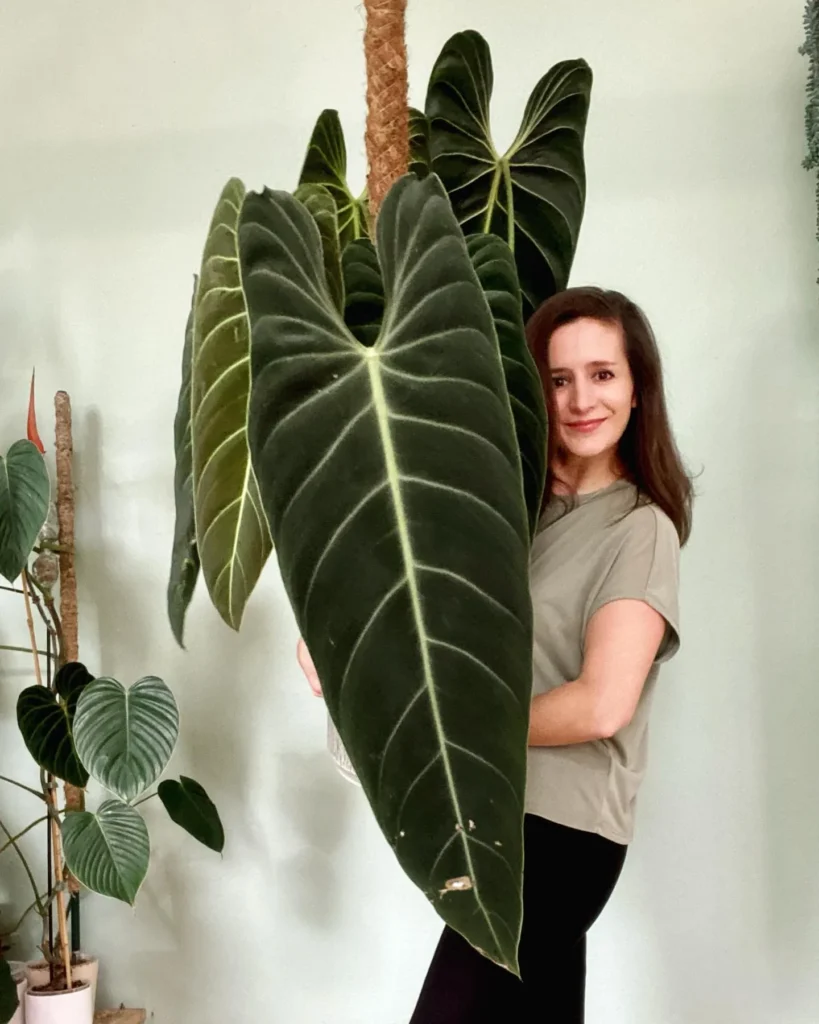 Philodendron-Melanochrys