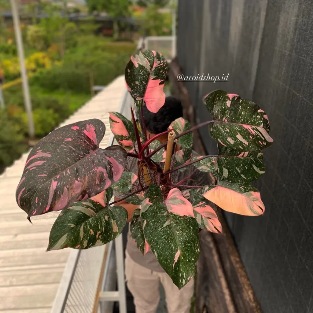Philodendron-Pink-Princess10