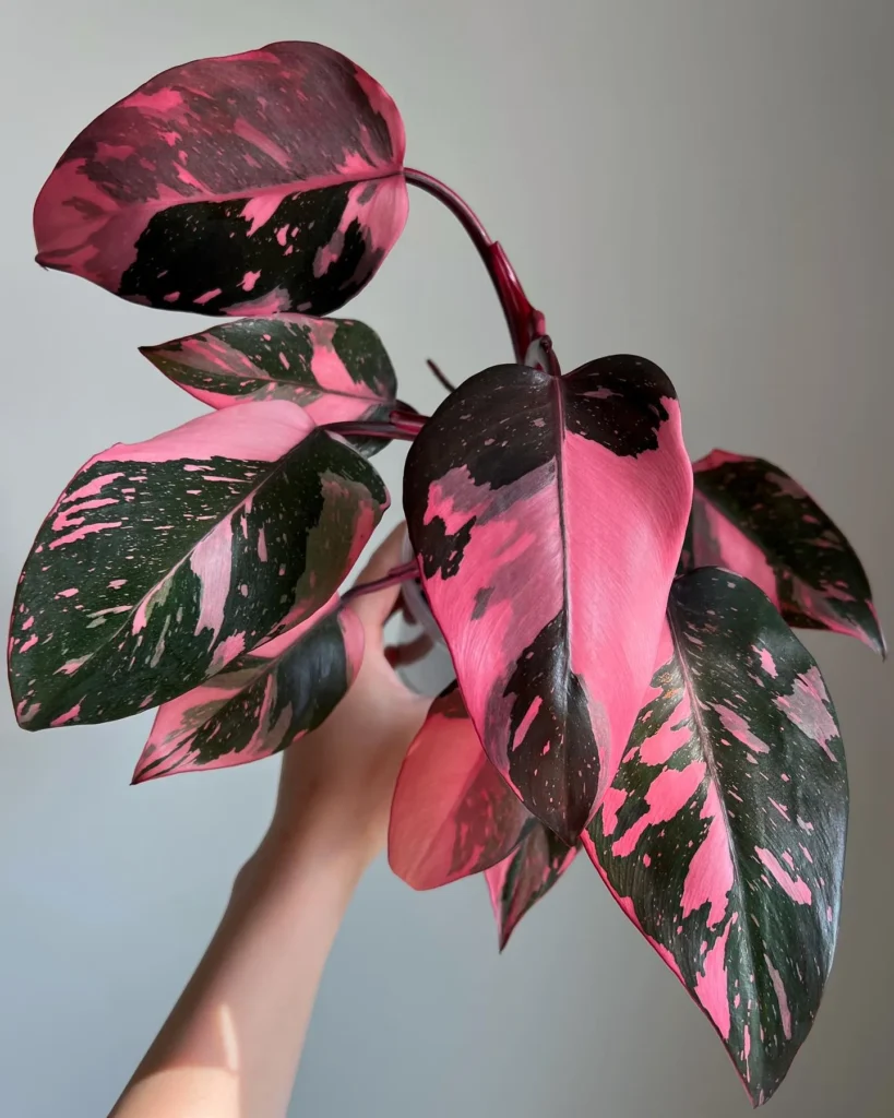 Philodendron-Pink-Princess20