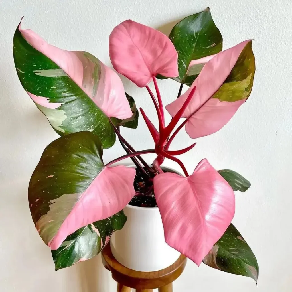 Philodendron-Pink-Princess