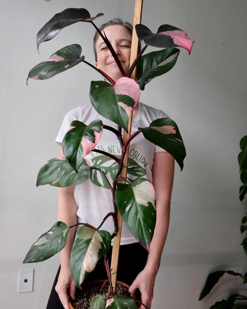 The Ultimate Guide To Philodendron Pink Princess Care