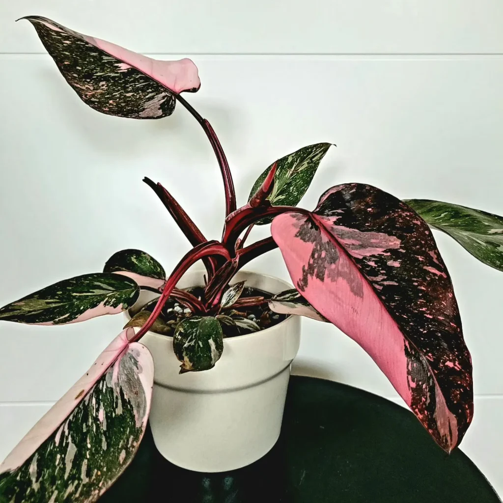 Philodendron-Pink-Princess7