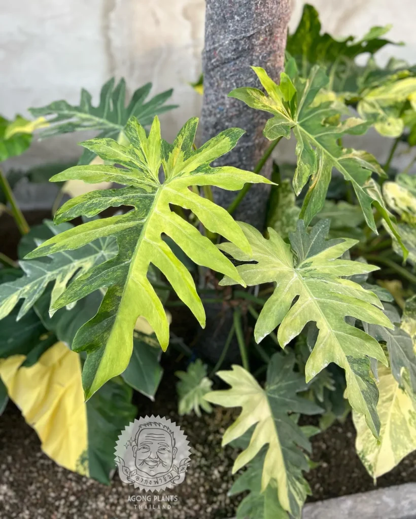 Philodendron Propagation Tips and Timing