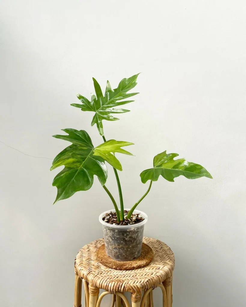 Potting Philodendrons